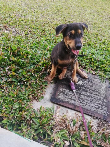 Zorro - Mixed Breed Dog