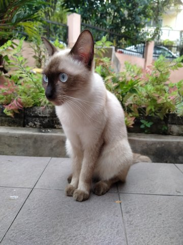 Volley - Siamese Cat