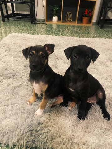 Lana And Lily - Mixed Breed Dog