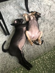 Lana And Lily - Mixed Breed Dog