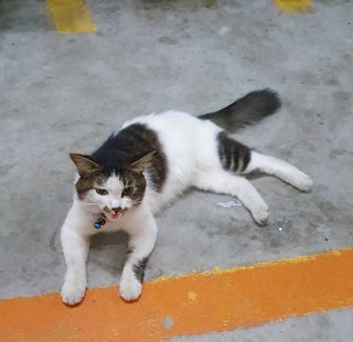 Mollie - Domestic Long Hair Cat