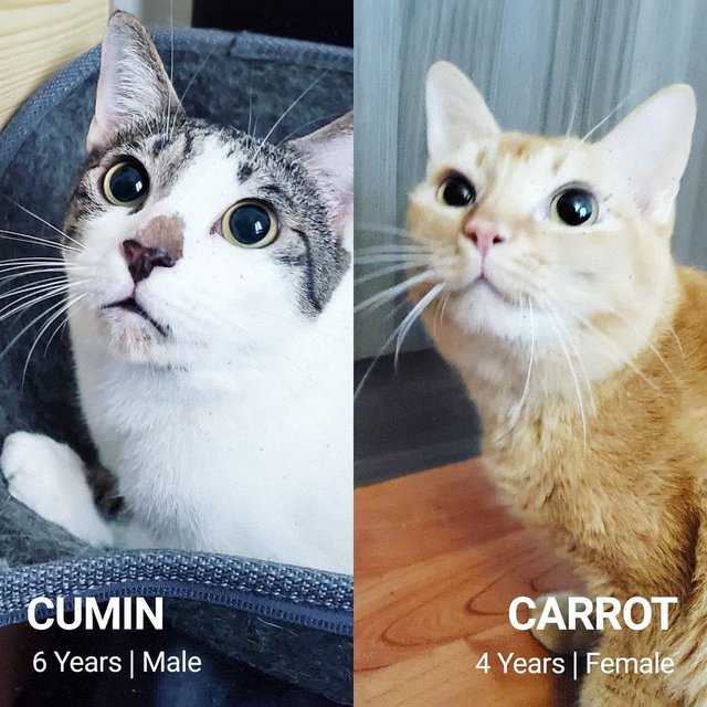 Cumin + Carrot - Domestic Short Hair Cat