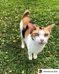 Calico - Domestic Short Hair Cat