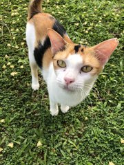 Calico - Domestic Short Hair Cat