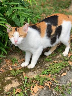 Calico - Domestic Short Hair Cat