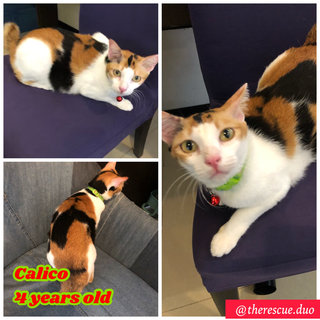 Calico - Domestic Short Hair Cat