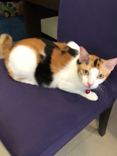 Calico - Domestic Short Hair Cat