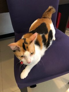 Calico - Domestic Short Hair Cat