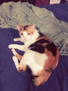 Calico - Domestic Short Hair Cat