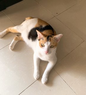 Calico - Domestic Short Hair Cat