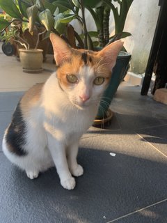 Calico - Domestic Short Hair Cat