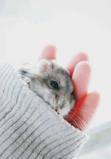 Winter White Dwarf Hamster - Short Dwarf Hamster Hamster