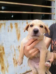 Bunny - Mixed Breed Dog