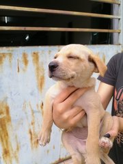 Bunny - Mixed Breed Dog