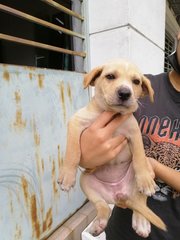 Bunny - Mixed Breed Dog