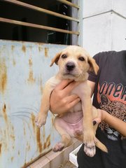 Bunny - Mixed Breed Dog