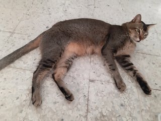 PF104706 - Tabby Cat