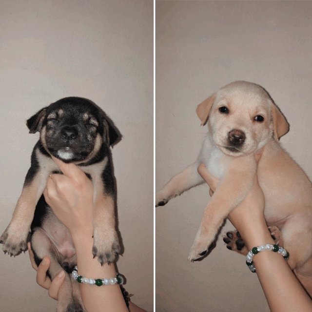 Female Puppies - Mixed Breed Dog