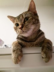 Narga - Domestic Medium Hair + Tabby Cat