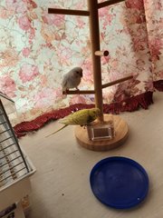 Winter &amp; Spring  - Parrot + Budgie/Budgerigar Bird