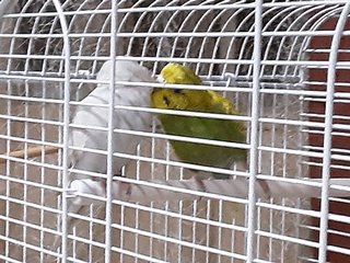 Winter &amp; Spring  - Parrot + Budgie/Budgerigar Bird