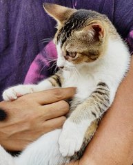 Playful Bros - Domestic Short Hair Cat