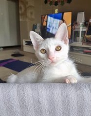 Flea (Now Flynn) - Domestic Short Hair Cat