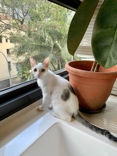 Flea (Now Flynn) - Domestic Short Hair Cat