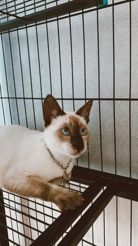 Whisky - Siamese Cat