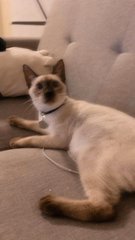 Whisky - Siamese Cat