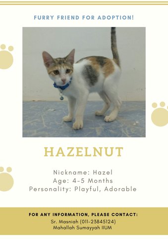 Hazelnut - Domestic Short Hair Cat