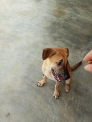 Ricky - Mixed Breed Dog