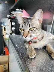 Tiger - Domestic Medium Hair Cat
