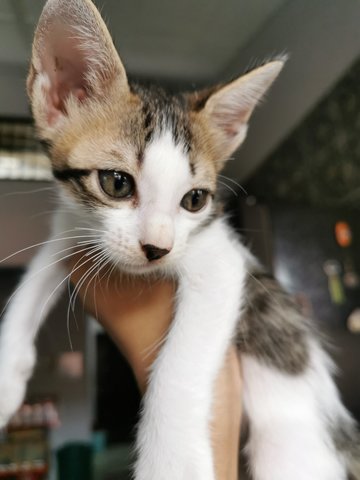 Spotty - Domestic Short Hair Cat