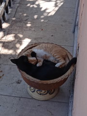 Rescued Cats (Black&amp;billy) - Domestic Short Hair Cat