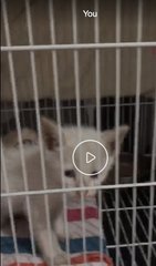 PF104749 - Domestic Short Hair + Singapura Cat