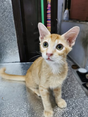 Orange - Domestic Short Hair Cat