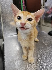 Orange - Domestic Short Hair Cat