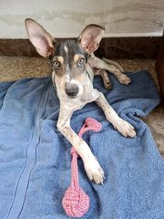 Charlie  - Mixed Breed Dog