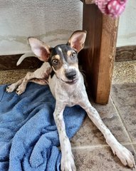 Charlie  - Mixed Breed Dog