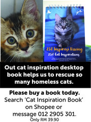 Catinspirationbook - Domestic Short Hair Cat