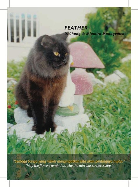 Catinspirationbook - Domestic Short Hair Cat