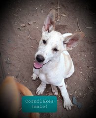 Cornflakes - Labrador Retriever Mix Dog