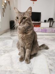 Connie - Domestic Short Hair Cat