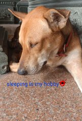 Doxie (Male) - Mixed Breed Dog