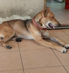 Doxie (Male) - Mixed Breed Dog