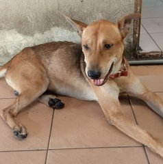 Doxie (Male) - Mixed Breed Dog