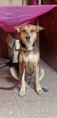 Doxie (Male) - Mixed Breed Dog
