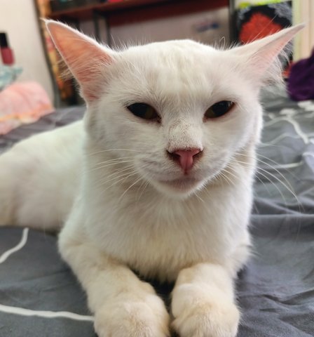 Husky - Turkish Angora Cat