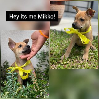 Bruno/mikko/bella/luna - Mixed Breed Dog